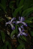 Iris cristata RCP4-08 182.jpg